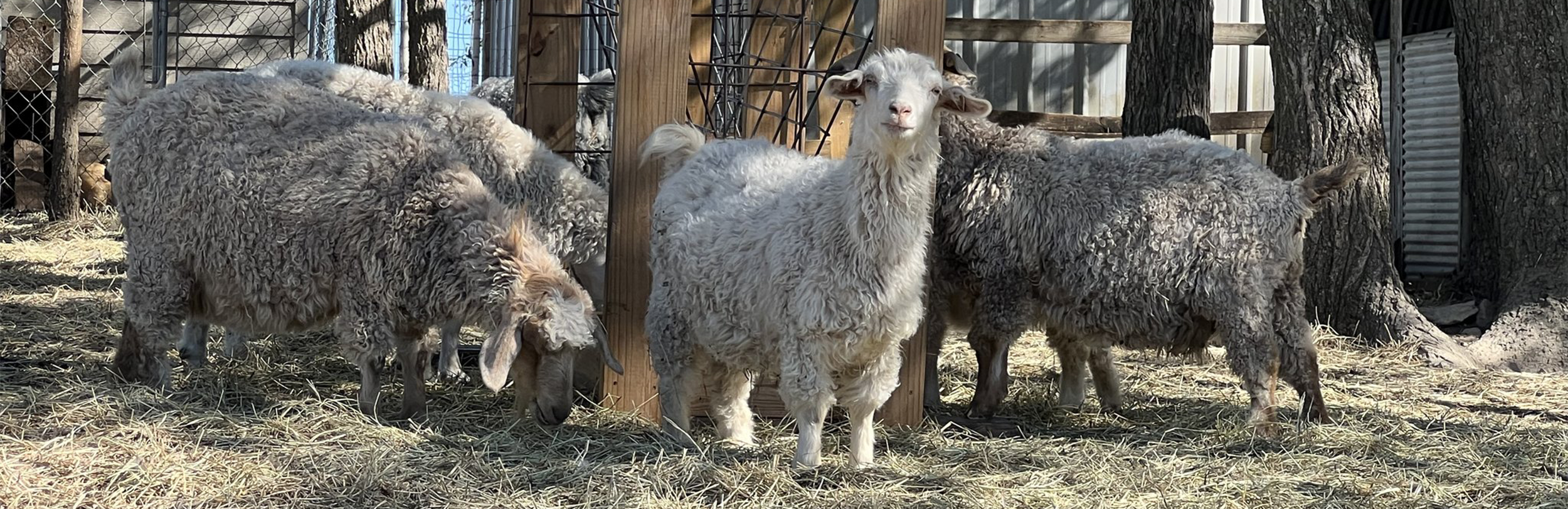 Sheep on Kaw Valley Farm Tour