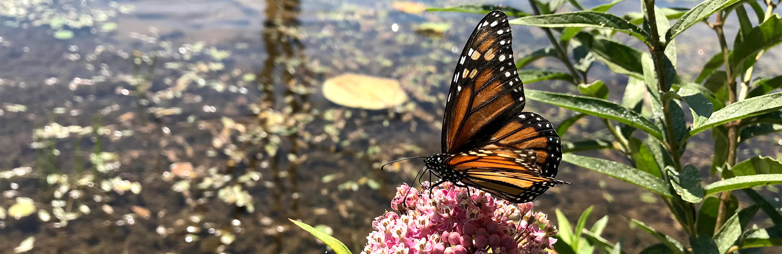 A butterfly lands on native plants in Douglas County