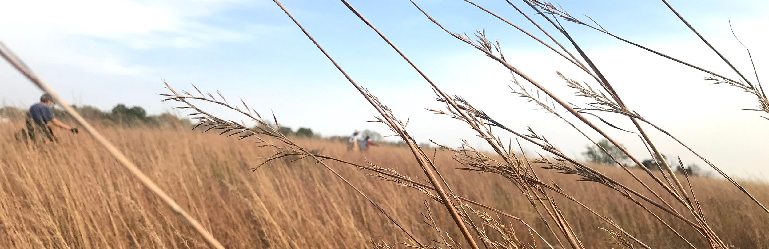 Native Seed Collection web