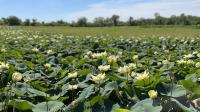 Lotus pond in Wakarusa River Valley