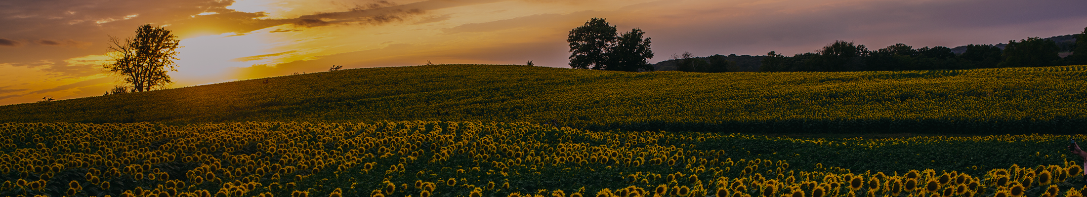 Office of Sustainability Sunflower field with sun setting on horizon