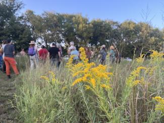 Goldenrod Event Photo Goldenrod in bloom with a group of people in the background