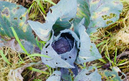 Red cabbage