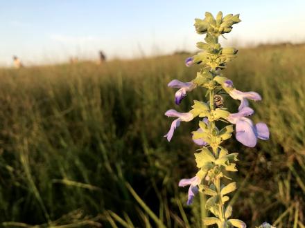 Blue sage plant in bloom with bee