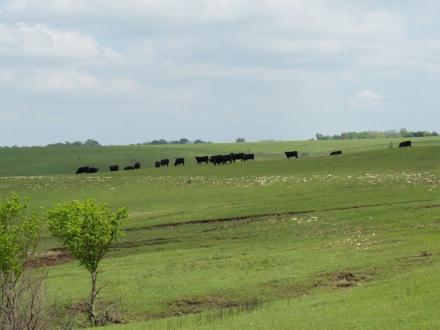 A herd of cattle grazing in a field