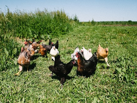 Chickens Running