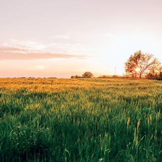 A nice field with sunset