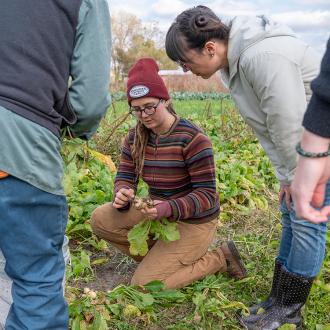 Turnip Gleaning