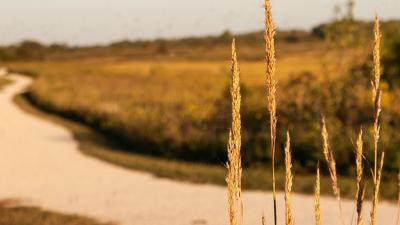 Grass and pathway