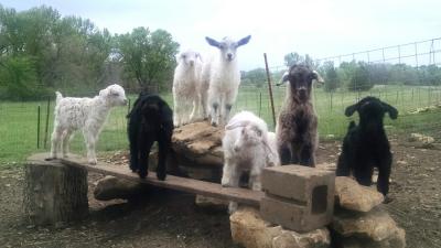 Kaw Valley Farm Tour