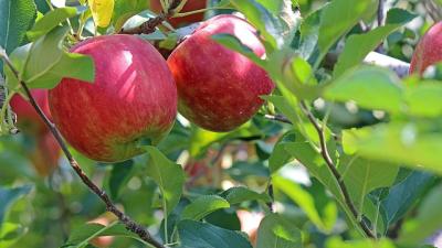 Fruit tree