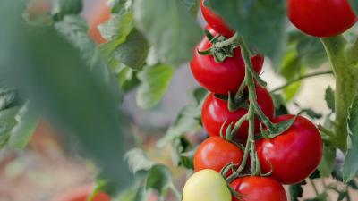 tomatoes