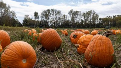 Kaw Valley Farm Tour pumpkins