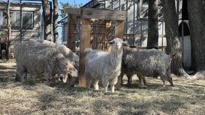 Sheep on Kaw Valley Farm Tour