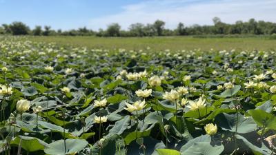 Lotus pond in Wakarusa River Valley