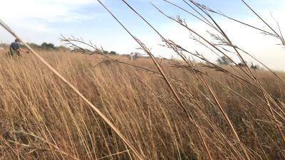 Native Seed Collection