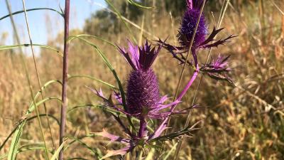 Native Seeds